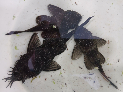 L144 Pair, L181 Trio and L528 Rio Paraguay Bristlenose Pleco and Snails.