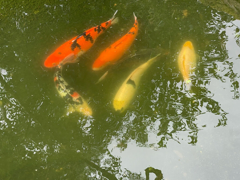 5 Koi and 1 White Gold fish for sale.