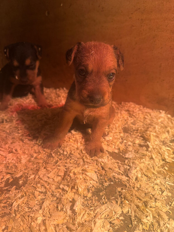 Lakeland terrier pups