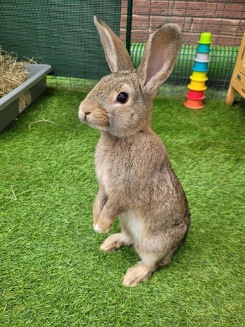 Mini Lop Mix Female Rabbit - LAST ONE AVAILABLE