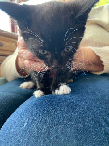 Kitten for sale