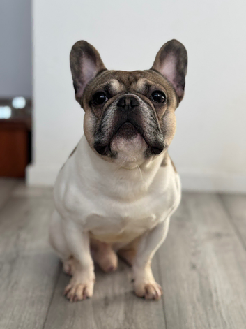 Pied French bulldog for stud