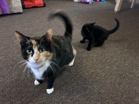 Black Kitten &ndash; 9 weeks old &ndash; Looking for a loving home