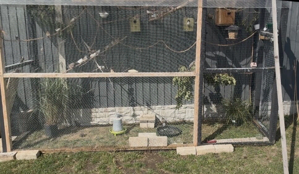 Zebra finches looking for new home see description