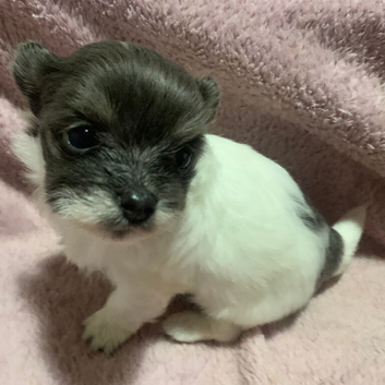 FRITZ & ROULETTE - Exceptional White Chorkie Boy & Girl with Grey Manes, hailing from 5-Gen KC Reg. Chihuahua Sire.
