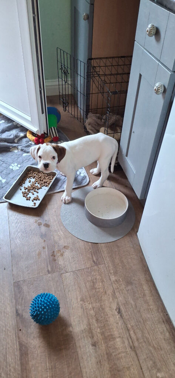 Boxer  puppies forsale