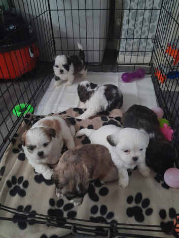 Ready to leave 1 lovely and playful shih tzu puppies