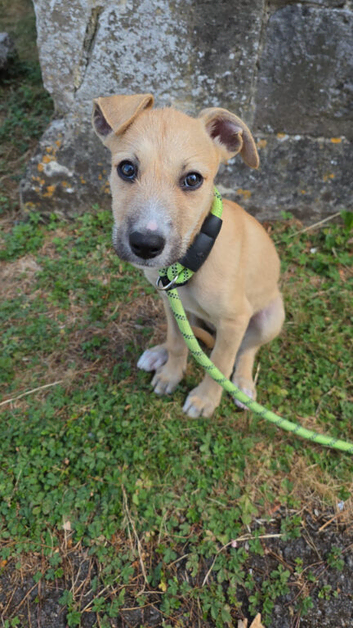 Puppy