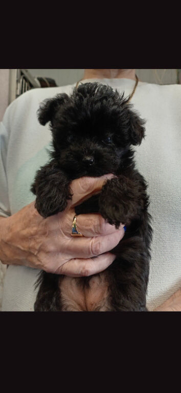 Yorkiepoo pups
