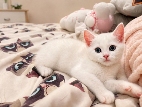Pure white kitten for sale!