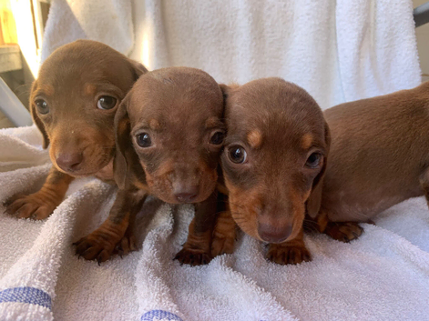 Miniature dachshund puppies