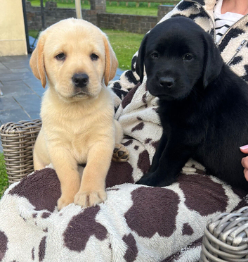Gorgeous Labrador looking for a new home