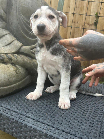 Puppy corso  terrier mix