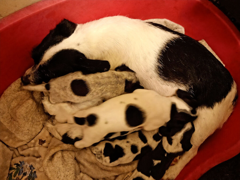 Jack Russell puppies for sale