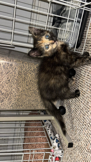 Female kitten
