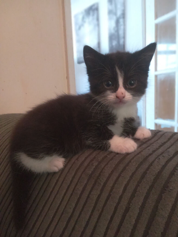 Cute Kitten Available Now !