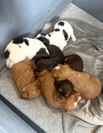 Outstanding cocker spaniel pups