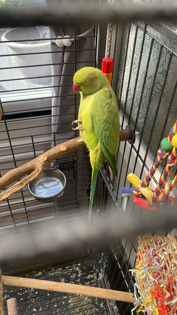 4yr old female semi tame Indian ringneck