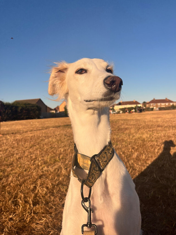 Female Saluki x Greyhound