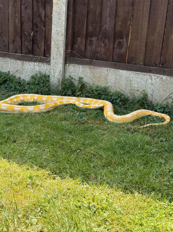 Reticulated python