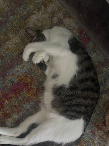 Part Turkish angora kittens