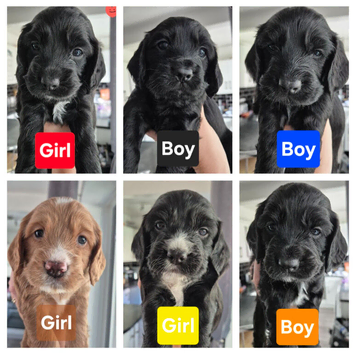 Cockerpoo x cocker spaniels puppies