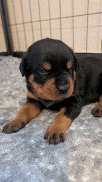 **3 GIRLS LEFT @ &pound;1000** Stunning Rottweiler Pups - Healthy, Strong, Chunky