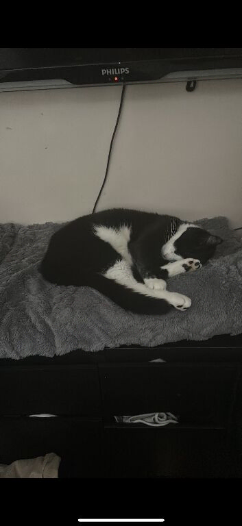 Cat looking for a great new home
