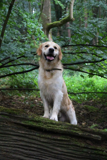 KC Cream Golden Retriever for Stud - Champion Lines