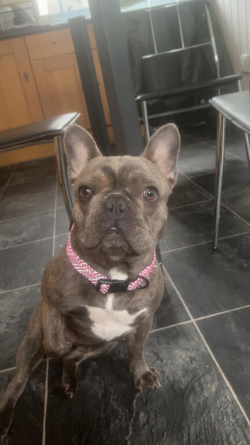 French bulldog - Bella