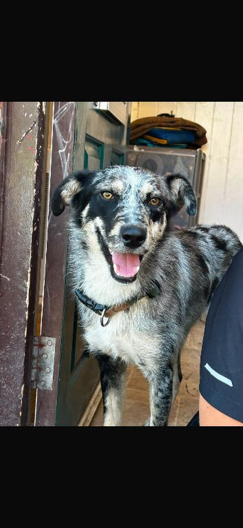 8 month old border collie