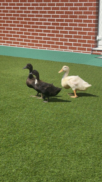 3 Domestic Indian Runner-Type Ducks