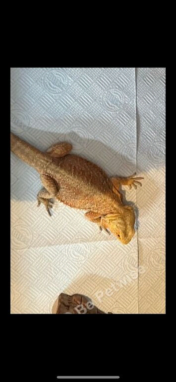 Bearded dragon