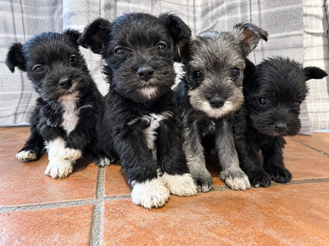Schnauzer pups - LAST 4 pups remaining