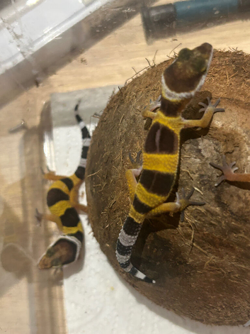Baby  leopard geckos