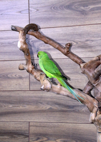 Baby Green Ring necks,25