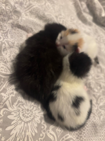 Beautiful fluffy kittens