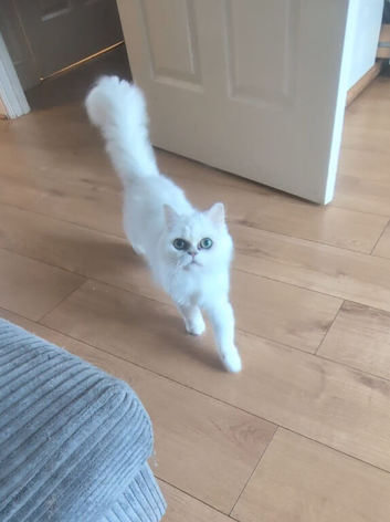 White/silver tipped Persian chinchilla