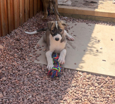 Lurcher pup