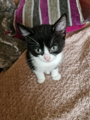 Kittens