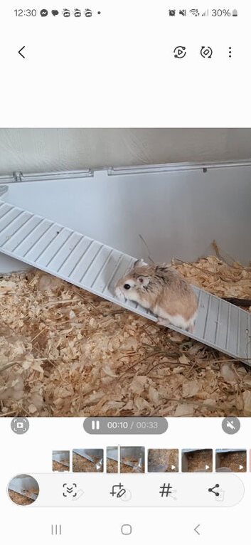 Male roborovski hamster and cage for sale
