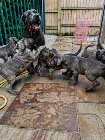 ICCF 8th gen pedigree Cane Corso (ready to leave)