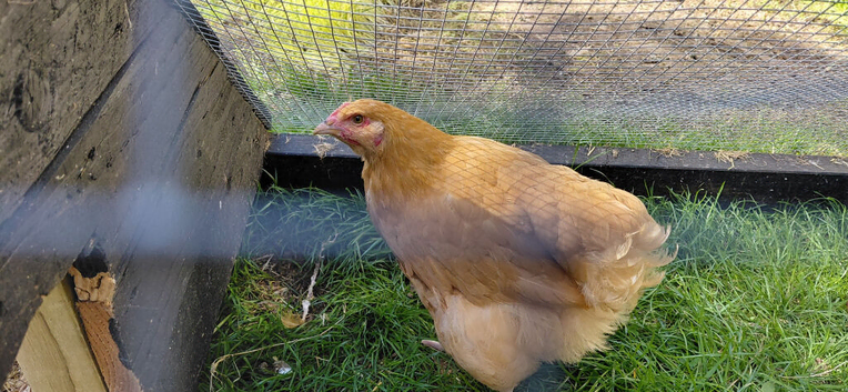 2 PURE BUFF ORPINGTON YOUNG BIRDS FOR SALE
