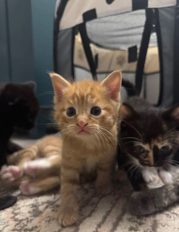 Kittens