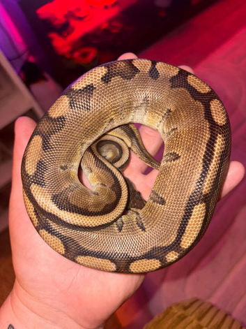 Male Ball pythons