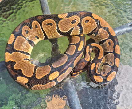 ball python and rack for sale