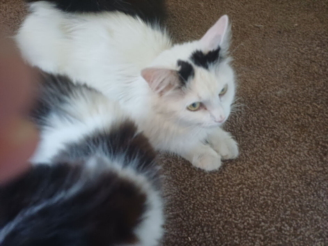 Kittens fo sale