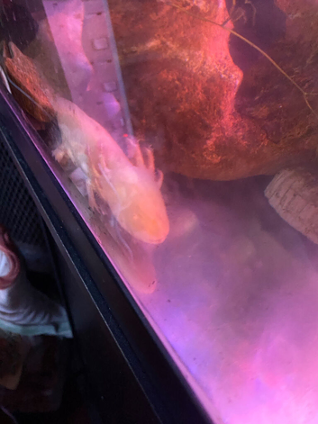 Large axolotls