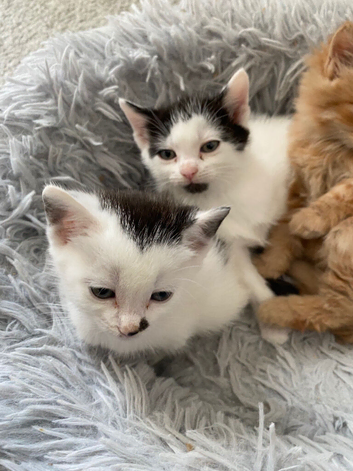 Male black & white, Ginger & white kittens