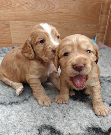Cocker spaniel